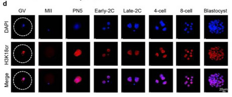 Immunostaining of H3K18 crotonylation across mouse oocytes and preimplantation embryos; DAPI labels DNA (blue), H3K18cr is red, and Merge combines the channels. Scale bar: 20 µm.