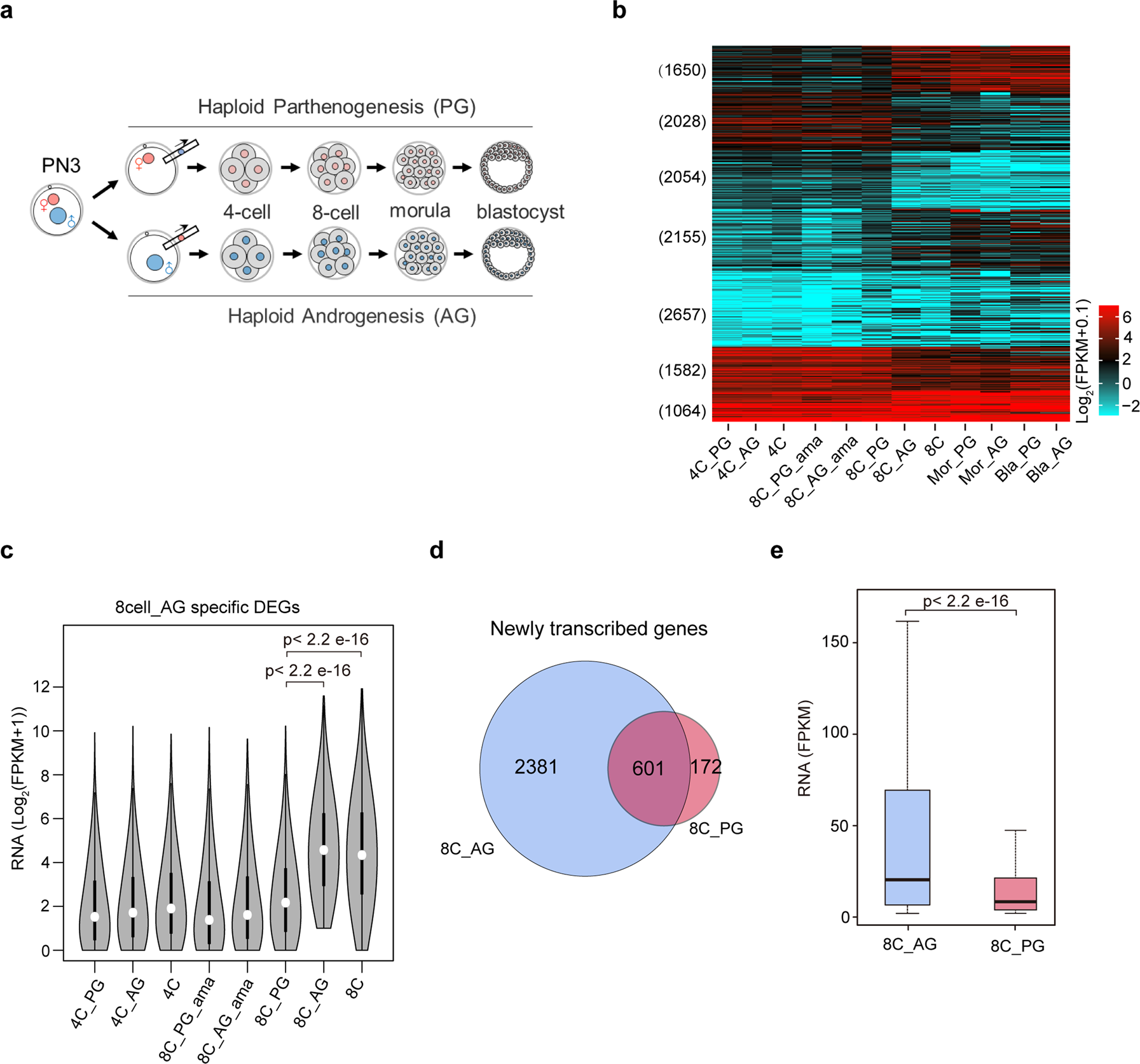 Complete Figure 1: human parthenogenetic and androgenetic embryo design, gene-level RNA-seq heatmap and newly transcribed gene comparisons.