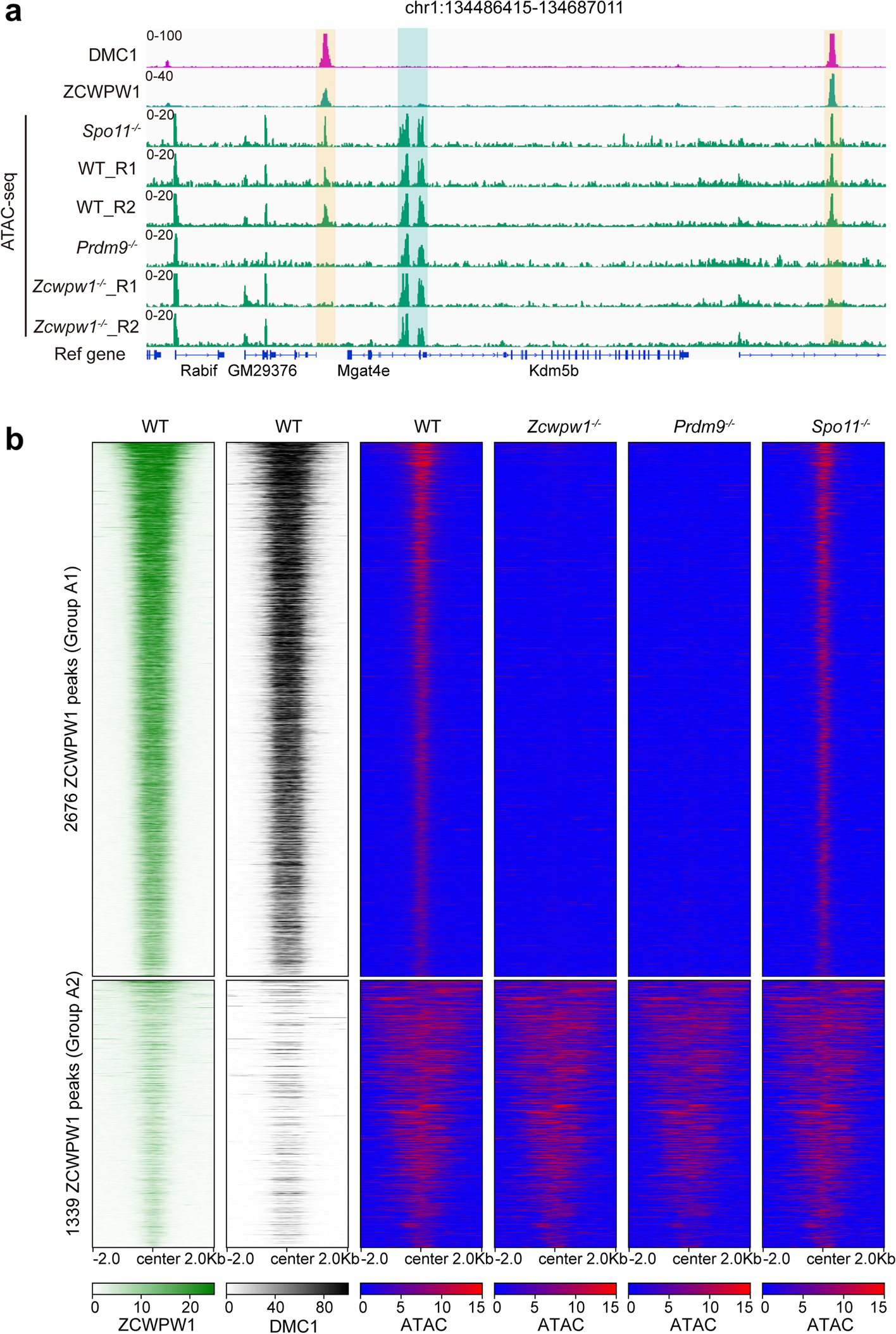 Complete Figure 4: DMC1, ZCWPW1 and ATAC-seq genome tracks and heatmaps comparing wild-type, Zcwpw1, Prdm9 and Spo11 mutant mouse testes.
